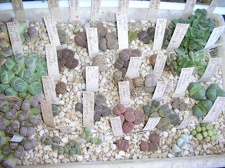 Коллекция Галина Радкова (Варна, Болгария)