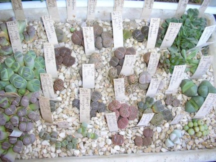 Коллекция Галина Радкова (Варна, Болгария)