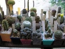 Коллекция Галина Радкова (Варна, Болгария)