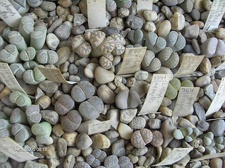 Коллекция Галина Радкова (Варна, Болгария)