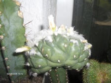 Коллекция Галина Радкова (Варна, Болгария)