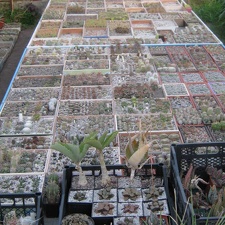  290
