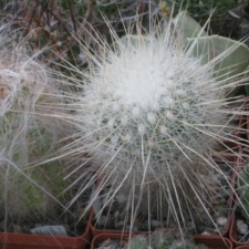  325