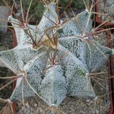 330