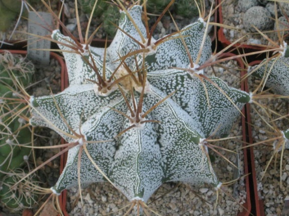  330