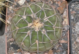  359