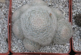  390
