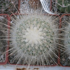  406