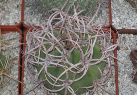  408
