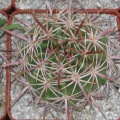  409