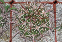  409