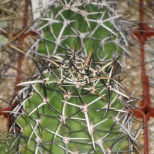  435