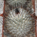  464