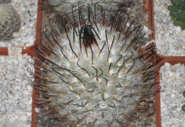  464