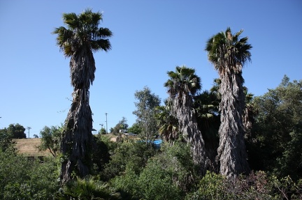 Коллекция суккулентов Стивена Хаммера (США, Калифорния, Виста)