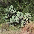 IMG_0708.jpg