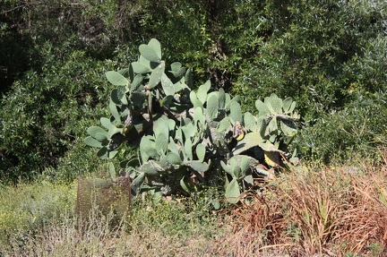 Коллекция суккулентов Стивена Хаммера (США, Калифорния, Виста)