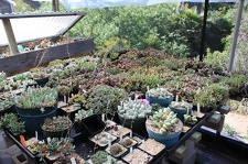 Коллекция суккулентов Стивена Хаммера (США, Калифорния, Виста)