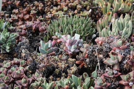 Коллекция суккулентов Стивена Хаммера (США, Калифорния, Виста)