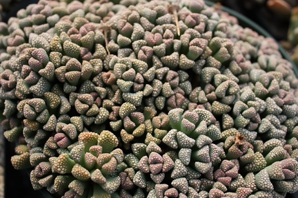 Коллекция суккулентов Стивена Хаммера (США, Калифорния, Виста)