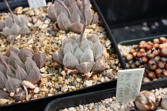 Коллекция суккулентов Стивена Хаммера (США, Калифорния, Виста)