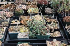 Коллекция суккулентов Стивена Хаммера (США, Калифорния, Виста)