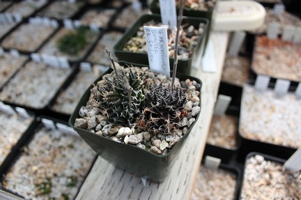 Коллекция суккулентов Стивена Хаммера (США, Калифорния, Виста)