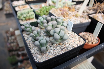 Коллекция суккулентов Стивена Хаммера (США, Калифорния, Виста)