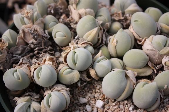 Коллекция суккулентов Стивена Хаммера (США, Калифорния, Виста)