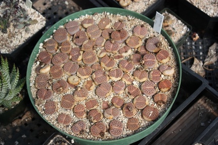 Коллекция суккулентов Стивена Хаммера (США, Калифорния, Виста)