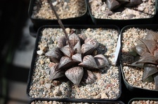 Коллекция суккулентов Стивена Хаммера (США, Калифорния, Виста)