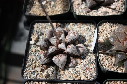 Коллекция суккулентов Стивена Хаммера (США, Калифорния, Виста)