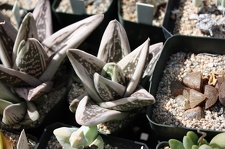 Коллекция суккулентов Стивена Хаммера (США, Калифорния, Виста)