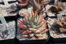 Коллекция суккулентов Стивена Хаммера (США, Калифорния, Виста)