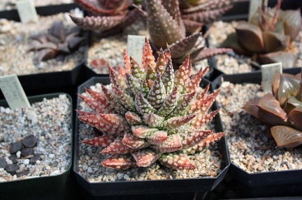 Коллекция суккулентов Стивена Хаммера (США, Калифорния, Виста)