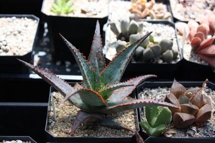 Коллекция суккулентов Стивена Хаммера (США, Калифорния, Виста)