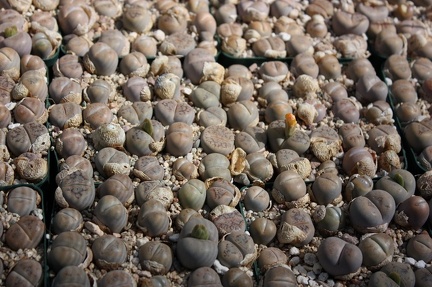 Коллекция суккулентов Стивена Хаммера (США, Калифорния, Виста)