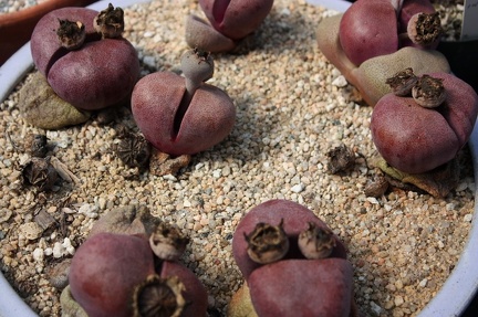 Коллекция суккулентов Стивена Хаммера (США, Калифорния, Виста)