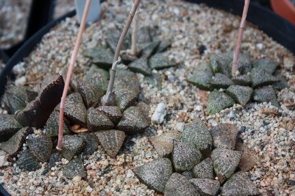 Коллекция суккулентов Стивена Хаммера (США, Калифорния, Виста)