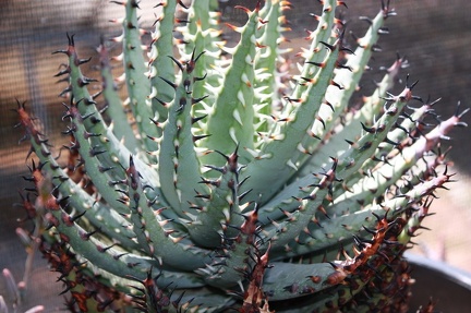 Коллекция суккулентов Стивена Хаммера (США, Калифорния, Виста)