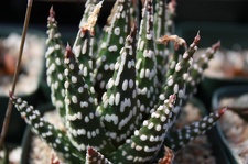 Коллекция суккулентов Стивена Хаммера (США, Калифорния, Виста)