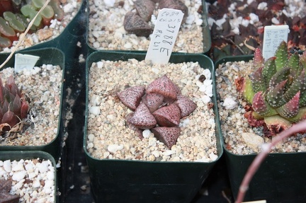 Коллекция суккулентов Стивена Хаммера (США, Калифорния, Виста)