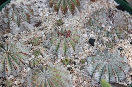 Коллекция суккулентов Стивена Хаммера (США, Калифорния, Виста)