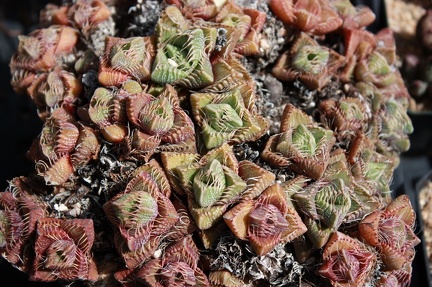 Коллекция суккулентов Стивена Хаммера (США, Калифорния, Виста)