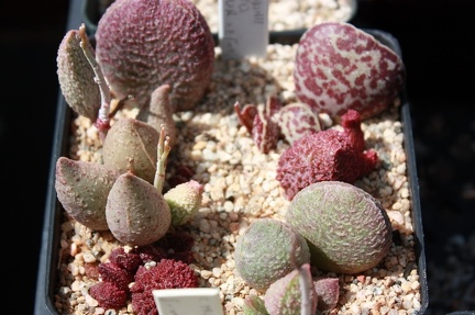 Коллекция суккулентов Стивена Хаммера (США, Калифорния, Виста)