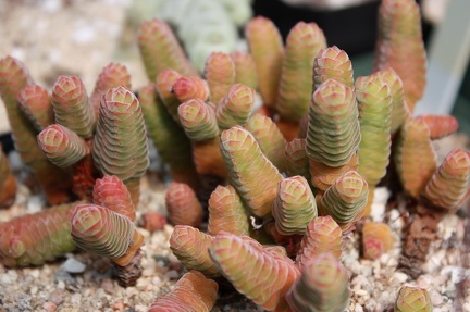 Коллекция суккулентов Стивена Хаммера (США, Калифорния, Виста)