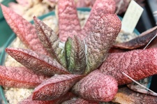 Коллекция суккулентов Стивена Хаммера (США, Калифорния, Виста)