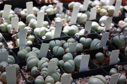 Коллекция суккулентов Стивена Хаммера (США, Калифорния, Виста)