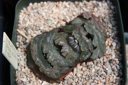 Коллекция суккулентов Стивена Хаммера (США, Калифорния, Виста)