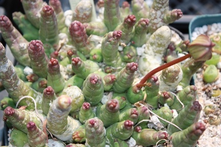 Коллекция суккулентов Стивена Хаммера (США, Калифорния, Виста)